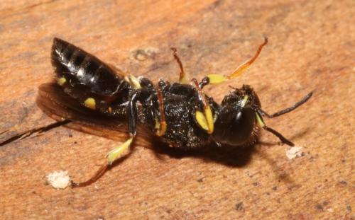 Ectemnius rubicola